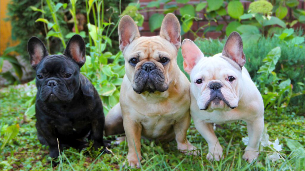 French Bulldogs different breeds