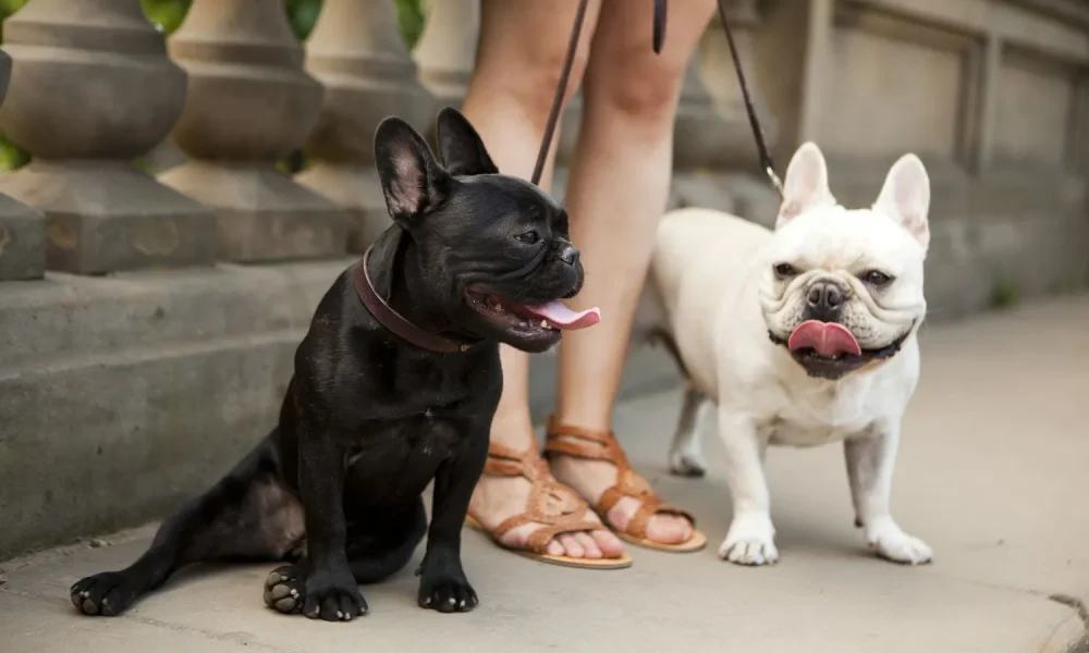 French bulldogs as pets